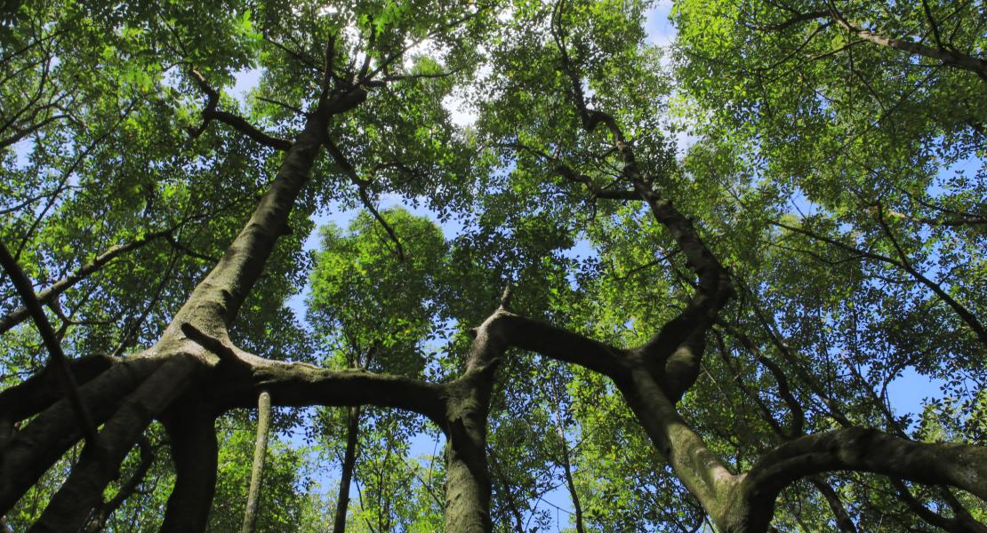 TROPECOS - High Biomass Rhizophora Mangroves in French Guiana (Crédits Christophe PROISY)